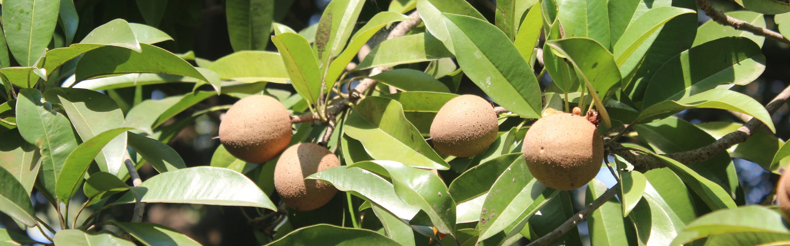CHIKOO FESTIVAL – A TRIP DOWN MEMORY LANE TO BORDI