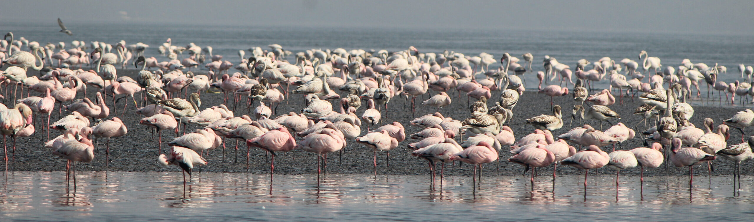BIRDWATCHING IN THE CONCRETE JUNGLE OF MUMBAI